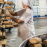 Хлебопекарным предприятиям края, зафиксировавшим стоимость своей продукции, возместили почти 73 млн рублей на производство и сбыт хлеба и хлебобулочных изделий. - Пировский район
