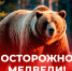 Рекомендации по предотвращению встреч с бурым медведем. - Пировский округ