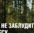 Правила поведения в лесу. - Пировский округ